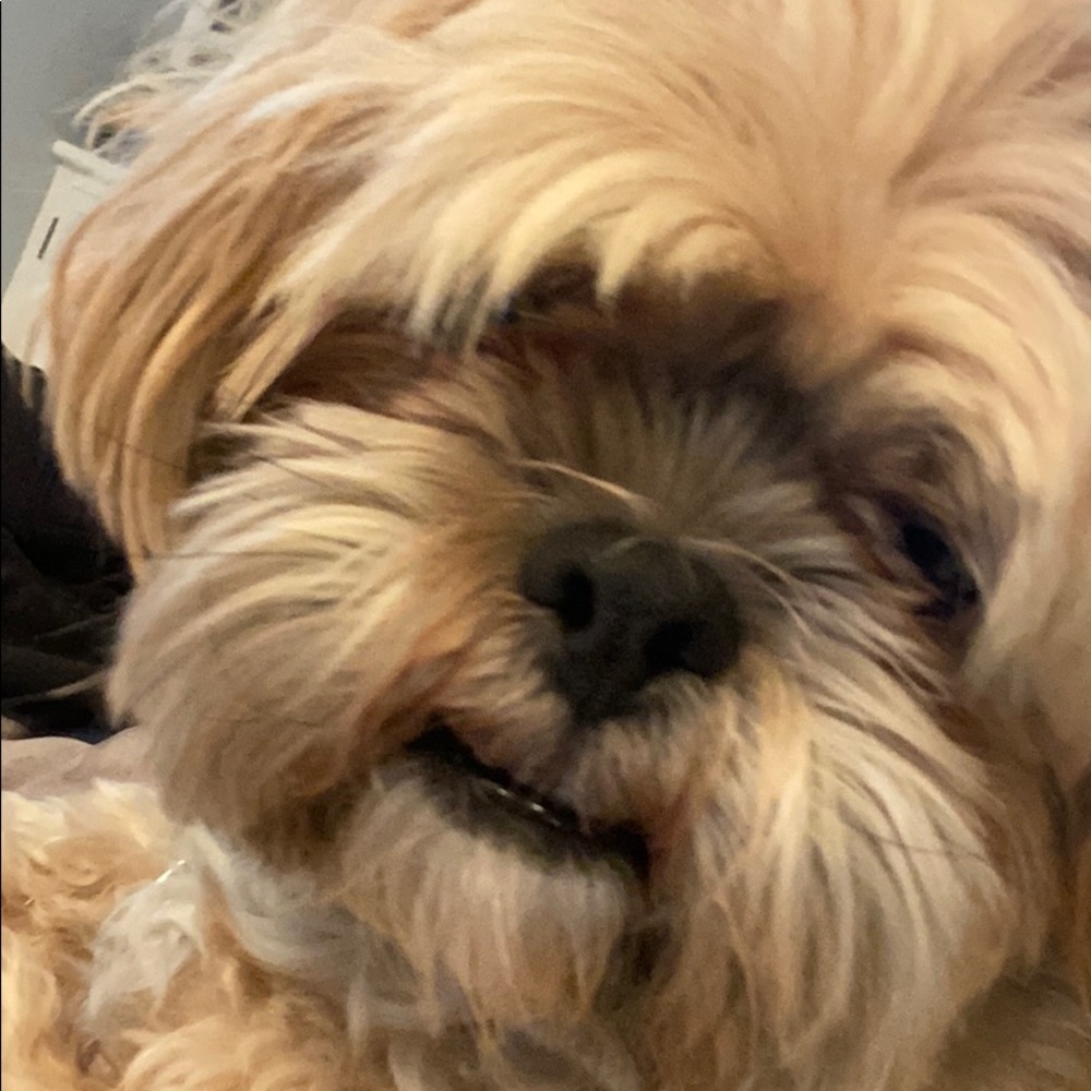 Meet the seller, Chippy!